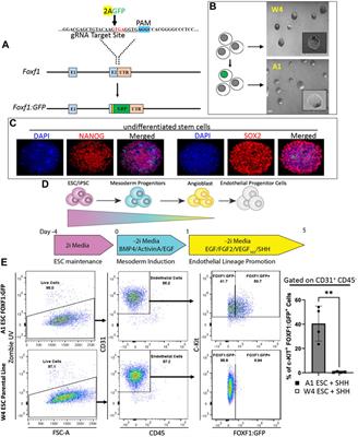 Endothelial progenitor cells derived from embryonic stem cells prevent alveolar simplification in a murine model of bronchopulmonary dysplasia